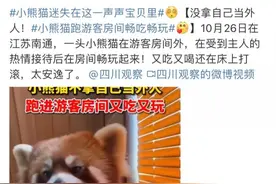 小熊猫进酒店房间视频走红，网友晒出被其咬伤照片，专家：最好保持距离图片