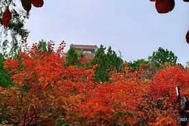 英雄山上英雄枫，红染山川，呈现出一幅壮丽画卷图片