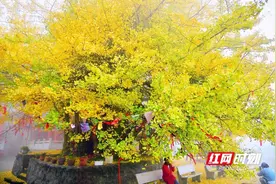 怀化：凉山千年银杏黄 观赏期还剩一周图片