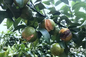 桂林荔浦持续阴雨天 砂糖桔落果裂果严重图片