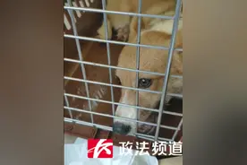 女子半年内买到2只病犬，店家拒绝赔付，有关部门介入调查图片