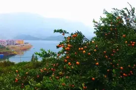 湖北通山：柑橘丰收采摘忙图片