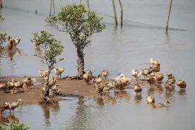 吃掉钦州是怎样的人生体验？内含一批海鸭蛋暴击！这鸭子吃的比人还好图片