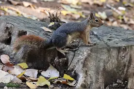 土耳其公园秋叶斑斓 民众和小动物共享自然之美图片
