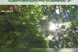 超美林荫道！周末一起到沿江路走走吗？|揭阳“美”一处①图片