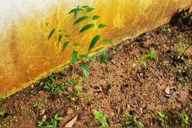 洞天寻隐·霍童山纪丨山中何所有：膳食中的“青草”与山居生活图片