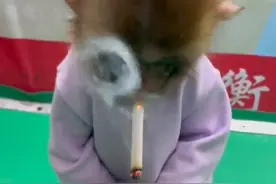 河北衡水一动物园拍猴子抽烟视频引质疑！回应称没真抽将整改图片