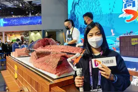 停止游动会窒息而亡？进博会“金枪鱼王”开鱼仪式上有了答案图片
