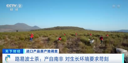 路易波士茶简介（南非三宝之一）