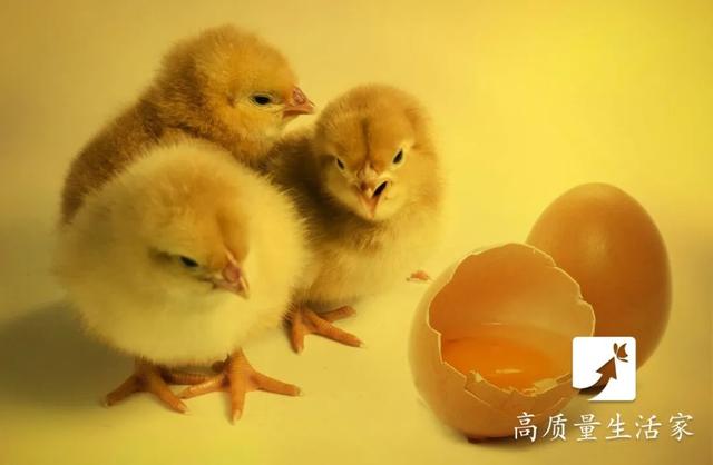 鸡蛋这样放冰箱，秒变毒蛋！10 个鸡蛋小知识一次说清，第一条就很有用