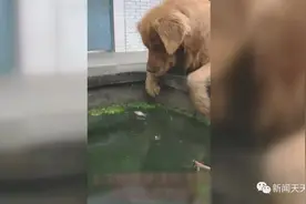 乐山这只金毛犬走红网络，坐拥200多万粉丝图片