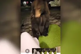 加拿大女子夜晚在门口玩手机未注意有熊靠近 还被熊舔了两口图片