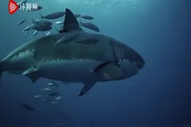 鱼疗！南非一大白鲨与数十条小鱼发生身体摩擦以去除角质图片