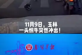 突发！惊牛闯入玉林街头连伤多人，已被击毙图片