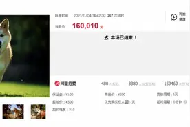 柴犬登登新主人已交齐16万拍卖款！称3年前就开始关注它图片