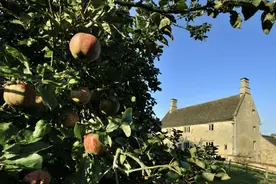 瞻仰那棵世界最著名的苹果树：大疫隔离与牛顿的“奇迹之年”图片