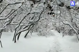 冻雨为何“转悠”到东北？“双拉尼娜年”会让冬天更冷吗？气象专家权威解答图片