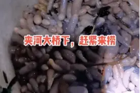 烟台海边涌上密密麻麻的海肠，满地都是图片