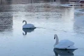 突然降温！天鹅被冻在湖面不能动，工作人员：已救出没受伤图片