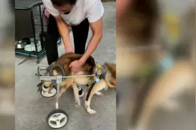 治愈！小伙为后肢瘫痪狗狗定制“轮椅”视频封面