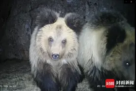 溜进城的棕熊：牧民家3个月被闯入5次 专家建议关注牧民对熊的恐惧心理｜公园中国 探秘三江源图片