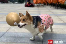 成都柯基犬主人的“隔离”生活：除了工作还教会了狗子运气球图片