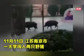 野猪校园“秀恩爱”被麻醉带走，网友：双十一连野猪都脱单了图片
