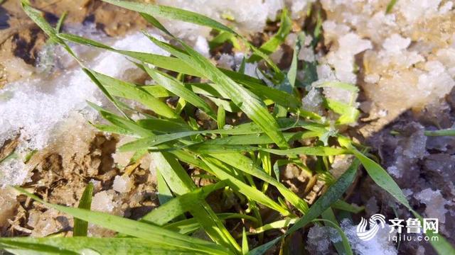 德州市农科院专家深入麦田查看苗情 支招雪后麦田管理