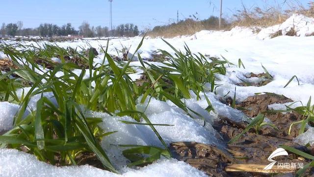 德州市农科院专家深入麦田查看苗情 支招雪后麦田管理