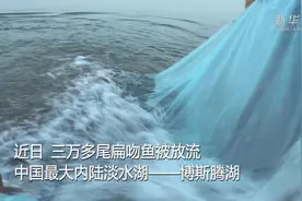 新疆：三万尾大规格扁吻鱼放流博斯腾湖