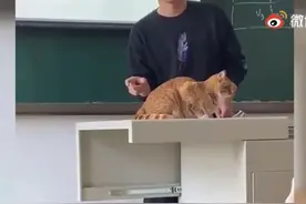 超乖巧！上课过程中猫咪乱入被老师当成教具，学生：这下听懂了图片