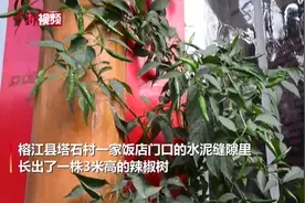 稀奇！贵州一饭馆门前水泥缝里长出3米高辣椒树视频封面
