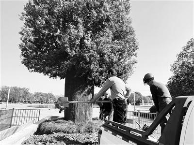 这棵酒瓶树终于被救活了