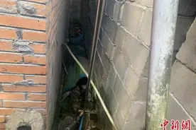 2.5米眼镜王蛇现身农户鸡圈 民警及时解围图片