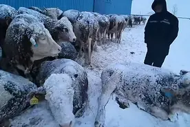 对话通辽养牛户：牛棚被雪压塌，三天后废墟里找到一头活牛图片