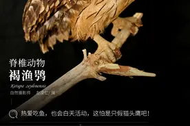 「云南生物多样性数字化百科图谱」褐渔鸮：热爱吃鱼，也会白天活动，这怕是只假猫头鹰吧图片