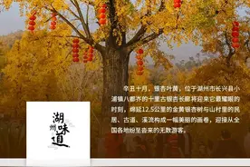 湖州味道｜八都岕十里古银杏长廊的那些故事图片