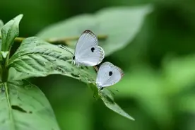 蝶恋“情深”深几许？丨花颜鸟语图片