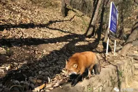 潭柘寺“网红”小狐狸和人挺亲，野保专家提醒——图片