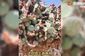 超实用！村民在院墙上栽满仙人掌防盗，网友直呼太好看了图片