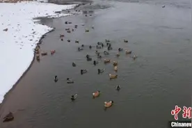 松花江畔“鸟叔”：为中华秋沙鸭打造栖息“天堂”图片