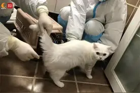 主人被隔离，喵星人咋办？成都“铲屎官”上门服务图片