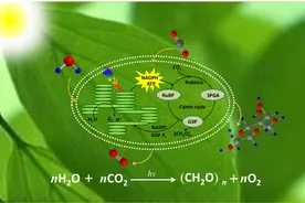 解除光抑制，让小球藻光合作用起死回生图片
