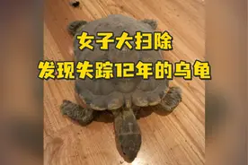 女子大扫除发现失踪12年的乌龟：养了1年陪了我12年视频封面