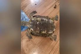 大扫除在床底发现失踪12年的宠物龟，主人：当年找了很久视频封面