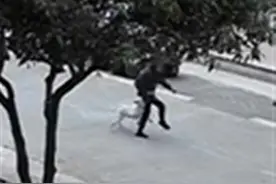 湖南张家界一疯狗咬伤多名村民，当地政府：已扑杀图片