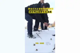 黑龙江发现“大脚印” ！ 初步判定系野生东北虎