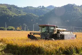 700余亩90万斤！杭州临安光明农场水稻喜获丰收图片