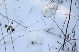 哈尔滨又现野生东北虎图片