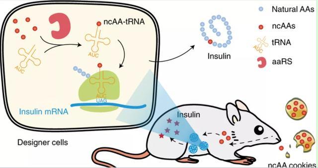 吃饼干治糖尿病？新研究让口服胰岛素成为可能